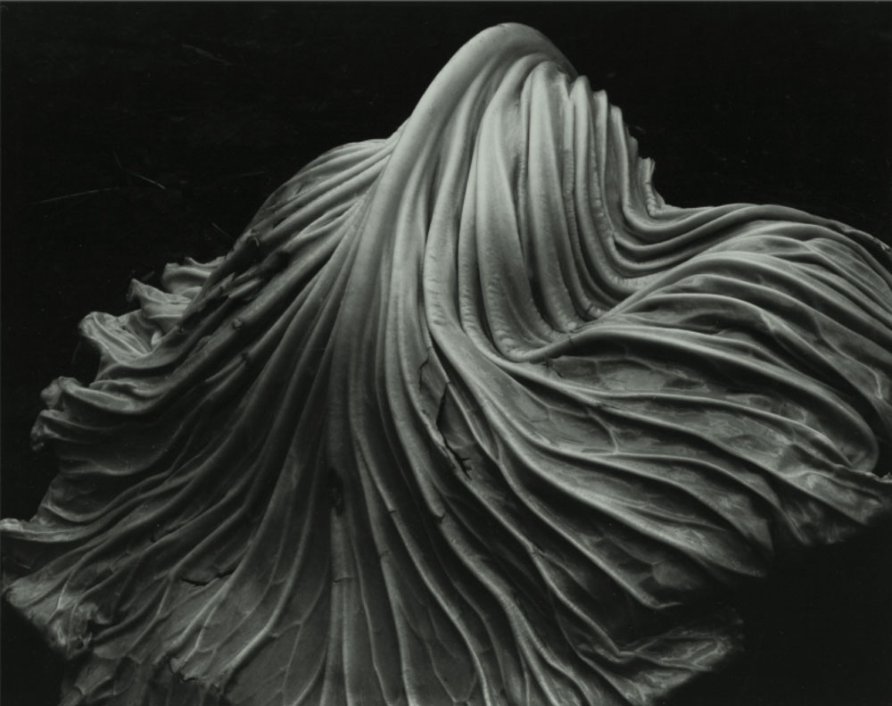 Fotografía artística de Edward Weston inspirada en formas naturales.