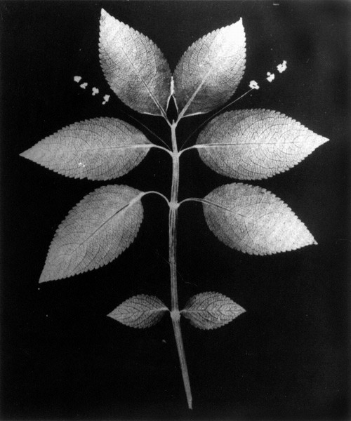 Calotipo Ejemplar Botánico, fotografía pionera de Fox Talbot
