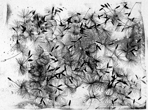 Semillas de diente de león, fotografía científica de Talbot