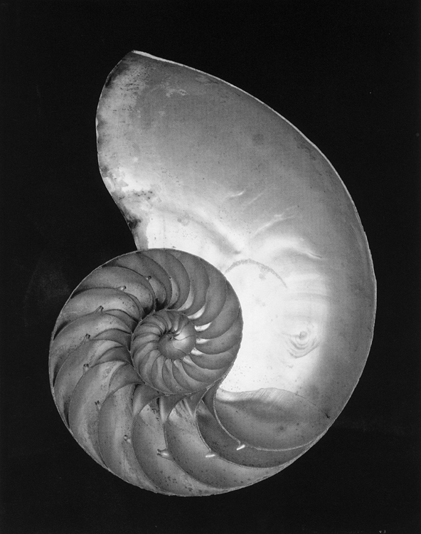 Obra de Edward Weston influenciada por el movimiento estridentista.