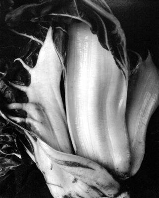 otografía abstracta Edward Weston