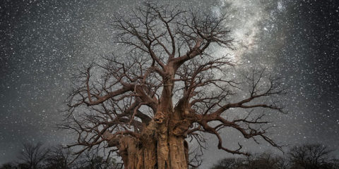 Beth Moon fotografa fotos arboles longevos del mundo paisaje y naturaleza